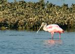(09) Dscf1272 (rosette spoonbill).jpg    (1000x725)    314 KB                              click to see enlarged picture